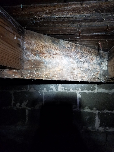 An infested crawlspace subflooring and joist area.